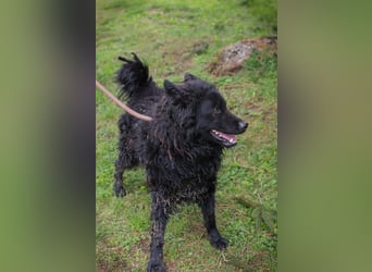 NERO - ich bin verspielt, mag Menschen und Artgenossen und suche ein tolles Zuhause