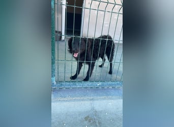 Sportlicher Enzo sucht sein Glück ❤️