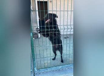 Sportlicher Enzo sucht sein Glück ❤️