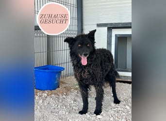 Timmy sucht seine Familie❤️