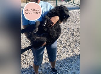 Sportlicher Enzo sucht sein Glück ❤️