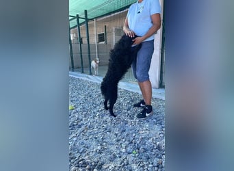 Sportlicher Enzo sucht sein Glück ❤️