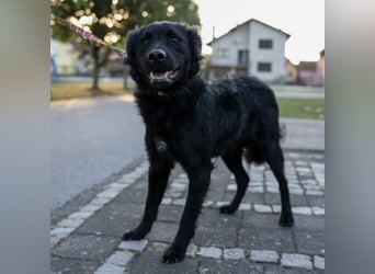 Gustav will lernen und rennen