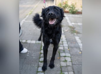 Gustav will lernen und rennen