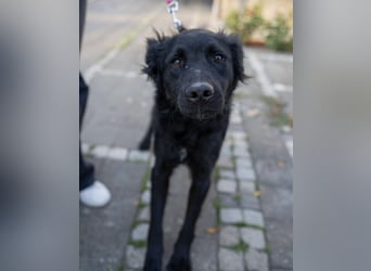 Gustav will lernen und rennen