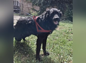 Gustav will lernen und rennen