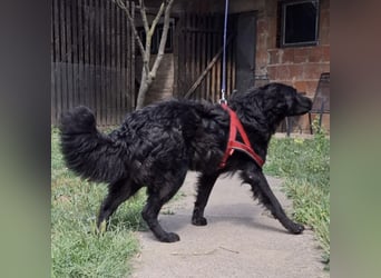 Gustav will lernen und rennen