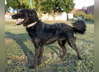 Gustav will lernen und rennen