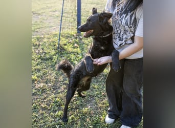 Gustav will lernen und rennen