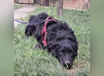 Gustav will lernen und rennen