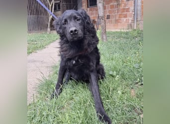 Gustav will lernen und rennen