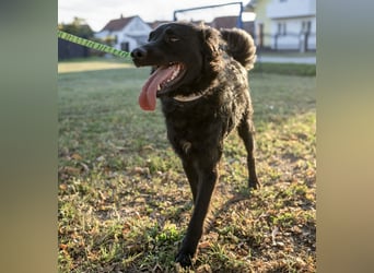 Gustav will lernen und rennen