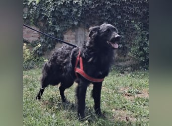 Gustav will lernen und rennen