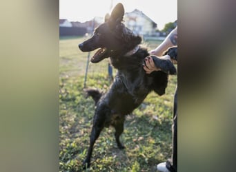 Gustav will lernen und rennen