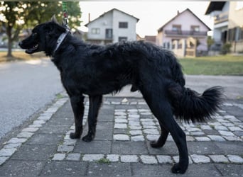 Gustav will lernen und rennen