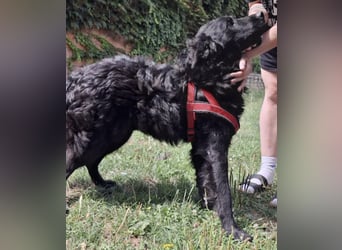 Gustav will lernen und rennen