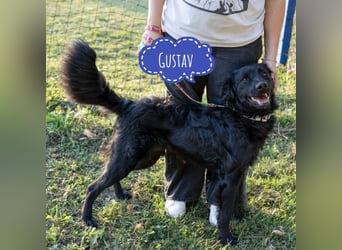 Gustav will lernen und rennen