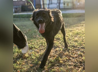 Gustav will lernen und rennen