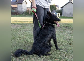 Gustav will lernen und rennen