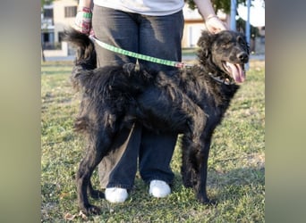 Gustav will lernen und rennen