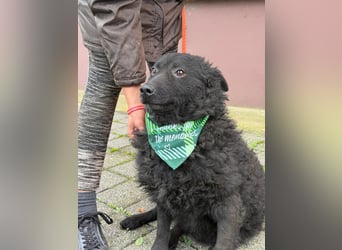 Kroatischer Schäferhund Viktor