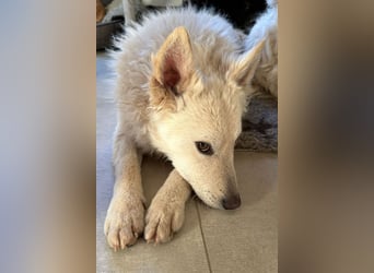 Oliver ❤️ wartet in 31621 Pennigsehl