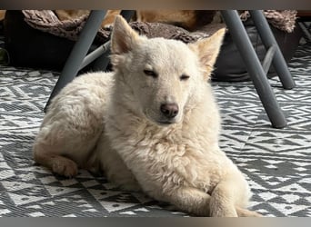 Oliver ❤️ wartet in 31621 Pennigsehl auf deinen Besuch