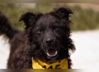 Kroat.Schäferhund LUCKY❤️bezaubernder Kuschelbär mit Köpfchen