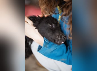 Kroat.Schäferhund LUCKY❤️bezaubernder Kuschelbär mit Köpfchen
