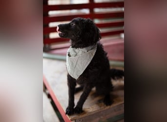 Kroat.Schäferhund LUCKY❤️bezaubernder Kuschelbär mit Köpfchen