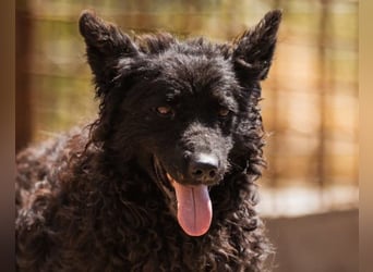 Bundo ❤️ sanfter, lieber, treuer Rüde sucht dich!