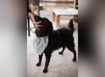 Kroat.Schäferhund LUCKY❤️bezaubernder Kuschelbär mit Köpfchen