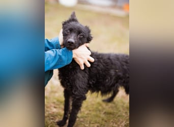 Kleine zarte ♥Bella♥ sucht Schutz & Liebe