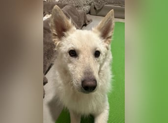 Oliver ❤️ wartet in 31621 Pennigsehl auf deinen Besuch