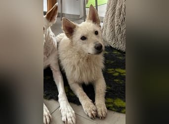 Oliver ❤️ wartet in 31621 Pennigsehl auf deinen Besuch