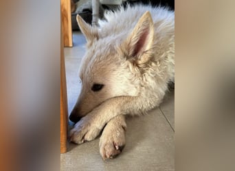 Oliver ❤️ wartet in 31621 Pennigsehl