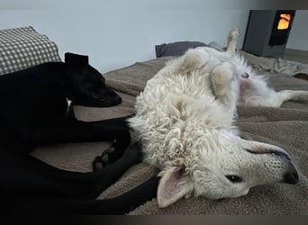 Oliver ❤️ wartet in 31621 Pennigsehl