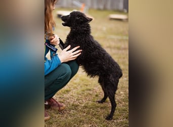 Kleine zarte ♥Bella♥ sucht Schutz & Liebe