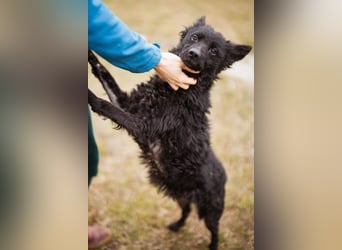 Kleine ♥Bella♥ sucht Schutz & Liebe