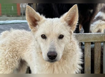 Oliver ❤️ wartet in 31621 Pennigsehl