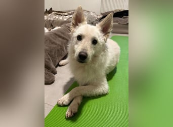 Oliver ❤️ wartet in 31621 Pennigsehl auf deinen Besuch