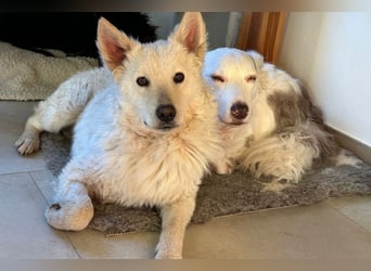 Oliver ❤️ wartet in 31621 Pennigsehl