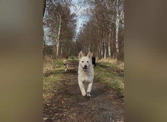 Oliver ❤️ wartet in 31621 Pennigsehl auf deinen Besuch