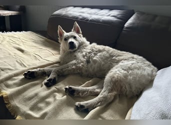 Oliver ❤️ wartet in 31621 Pennigsehl auf deinen Besuch