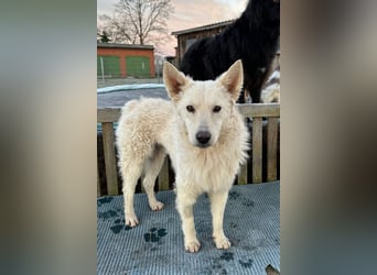 Oliver ❤️ wartet in 31621 Pennigsehl