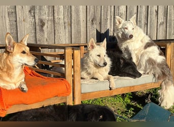 Oliver ❤️ wartet in 31621 Pennigsehl