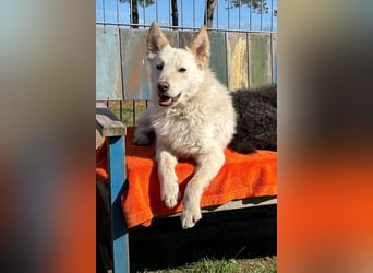 Oliver ❤️ wartet in 31621 Pennigsehl auf deinen Besuch