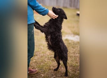 Kleine ♥Bella♥ sucht Schutz & Liebe