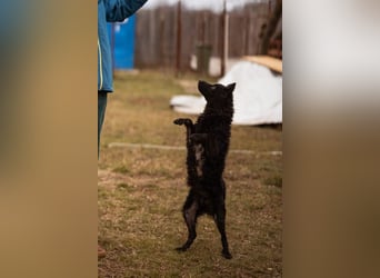 Kleine ♥Bella♥ sucht Schutz & Liebe