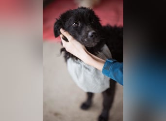 Kroat.Schäferhund LUCKY❤️bezaubernder Kuschelbär mit Köpfchen